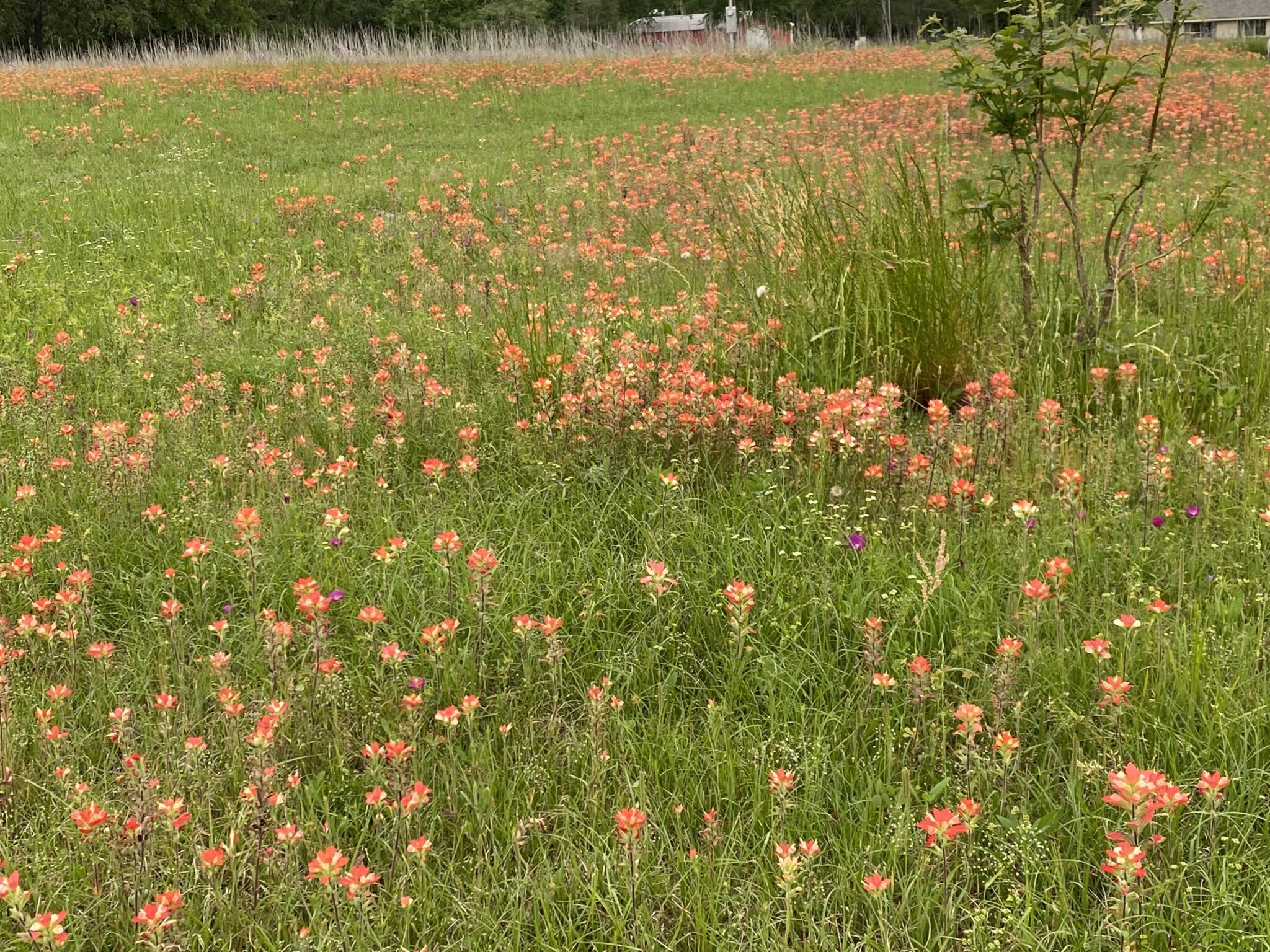 Indian Paint Brush - Calvert Texas Chamber of Commerce